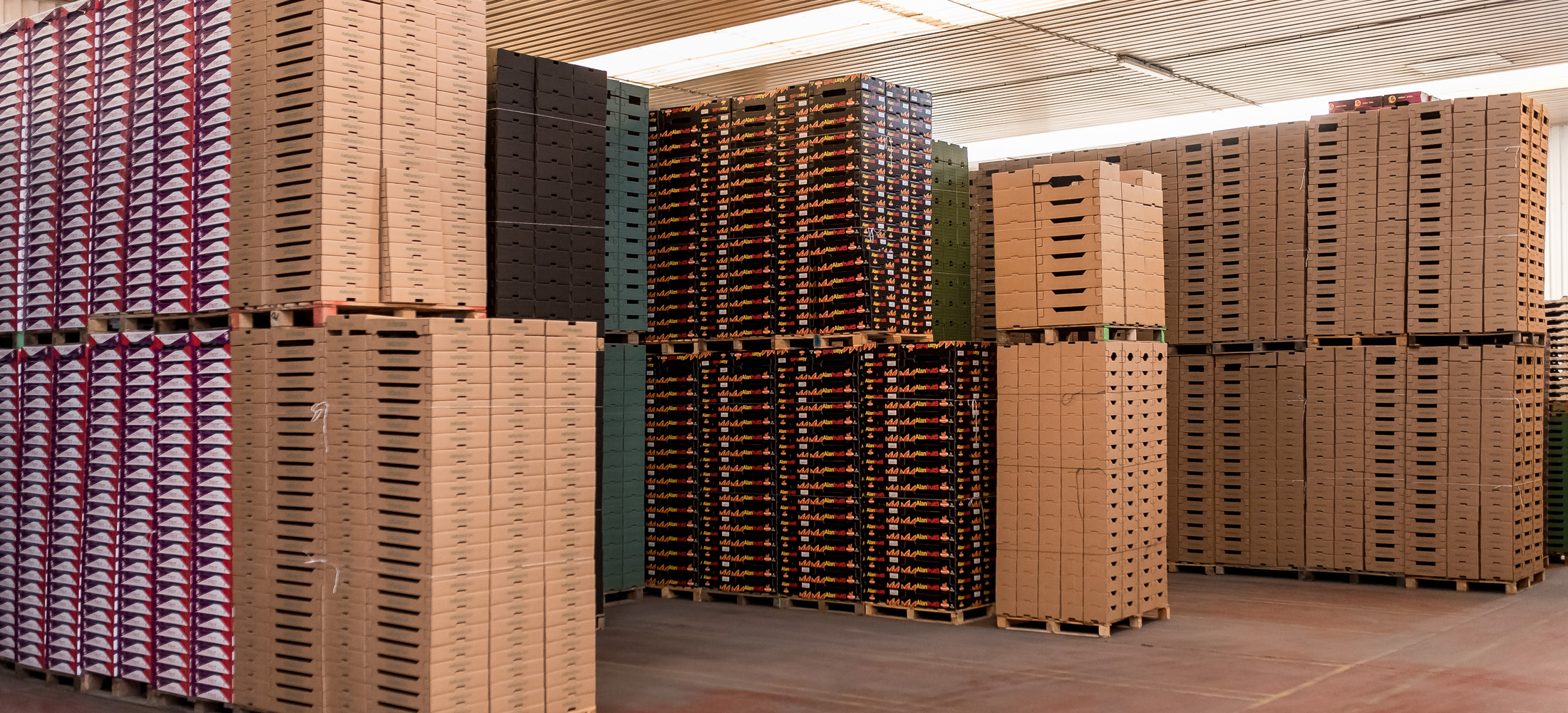 cajas-carton-fruta-extremadura