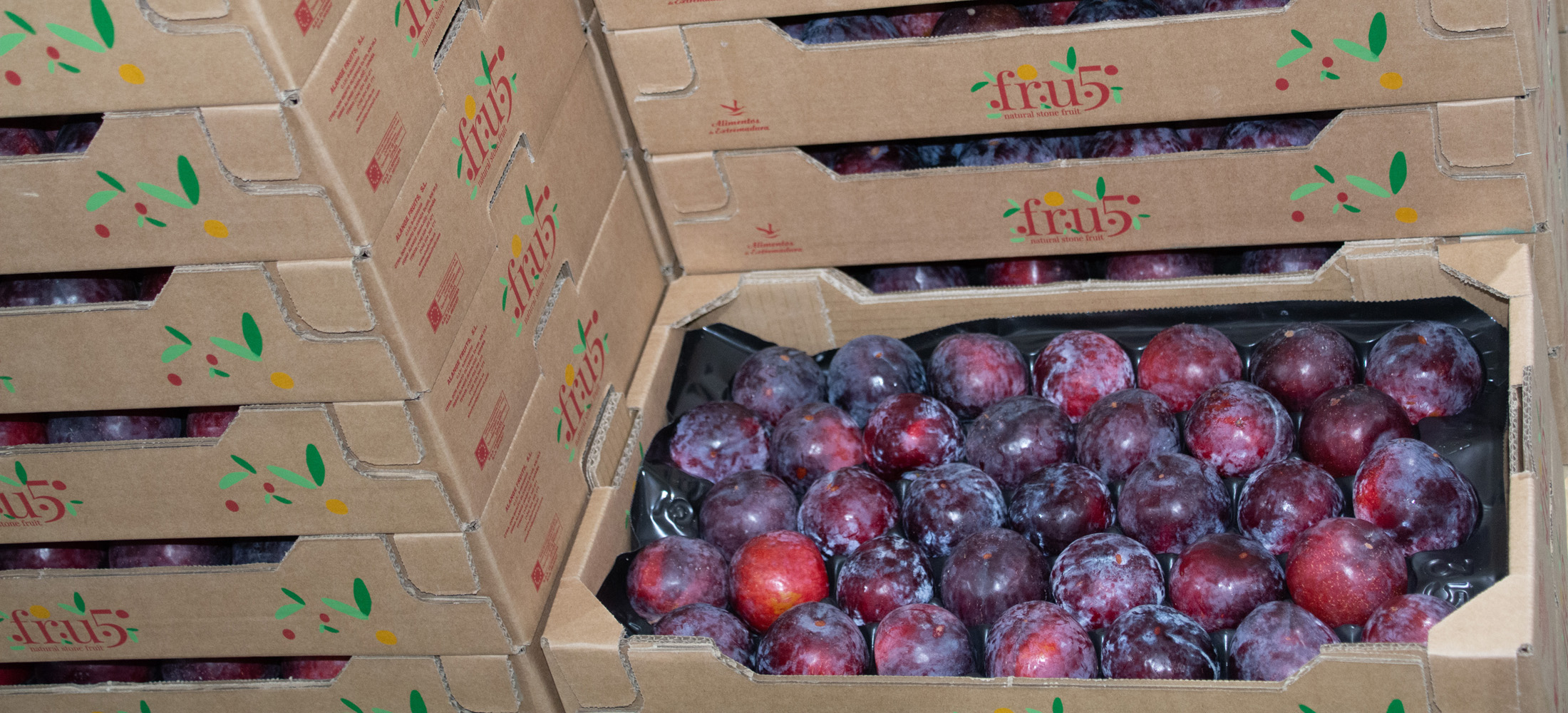 envases-exportacion-fruta-verdura-extremadura